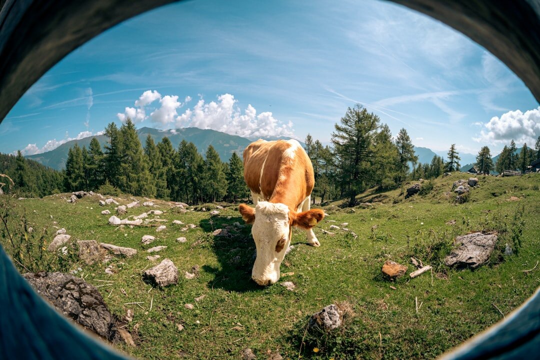 swiss cheese maker
